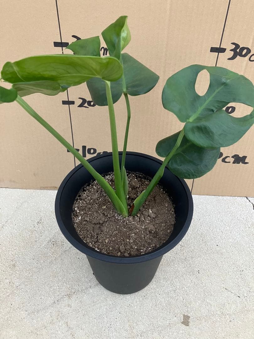 モンステラ　デリシオーサ実生株　斑入り　変異株　2鉢セット