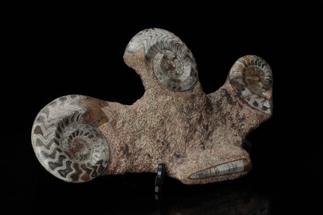 特大標本 アンモナイト&オルソセラス 化石プレート10.6kg 直角貝 鑑賞石