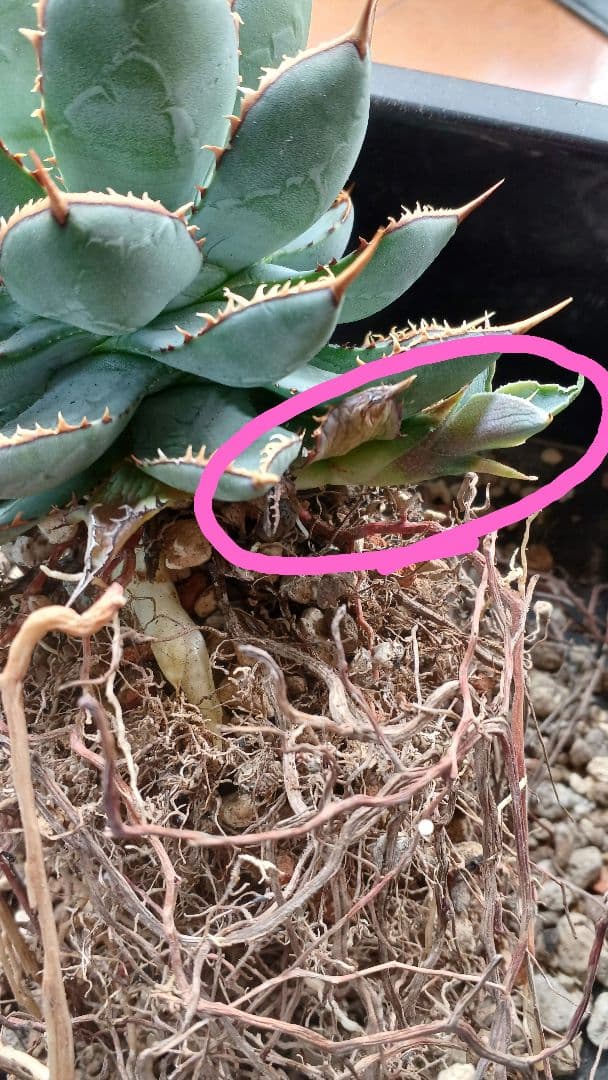 アガベ　HYBRID　子株