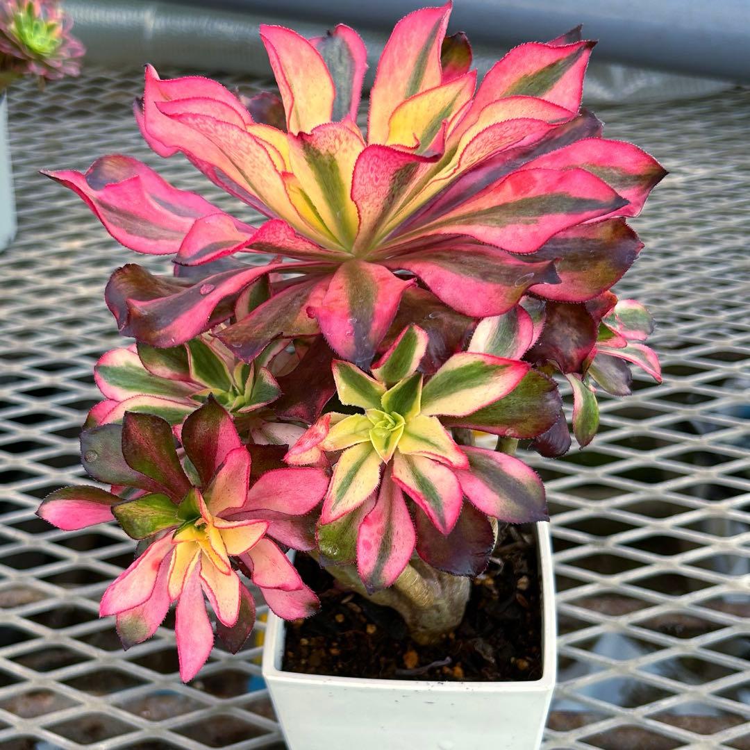 アエオニウム錦　人気　ゴースト　魅影　七彩頭あり　抜き苗　高斑タイプ　希少‼️