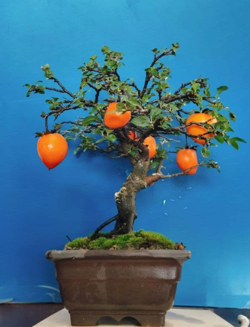 ⭐ゆうた⭐️ 老爺柿 雄の木・雌の木セット 盆栽 (A)(W)