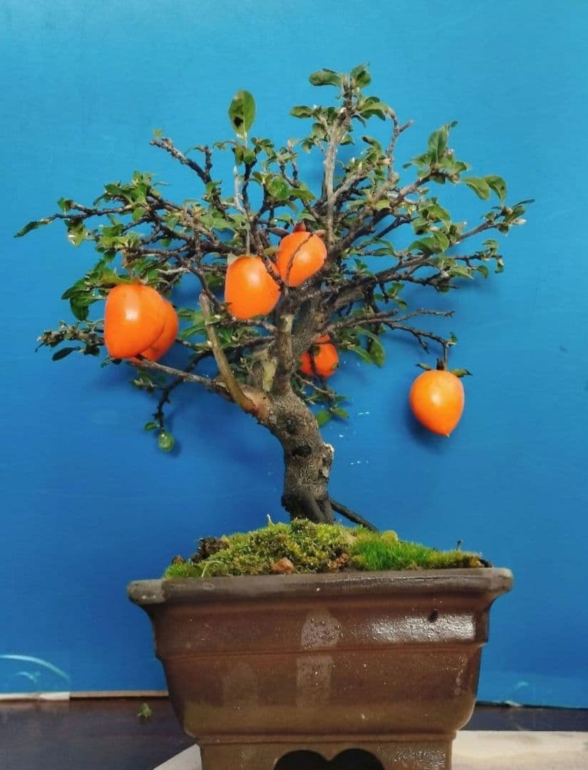 ⭐ゆうた⭐️ 老爺柿 雄の木・雌の木セット 盆栽 (A)(W)