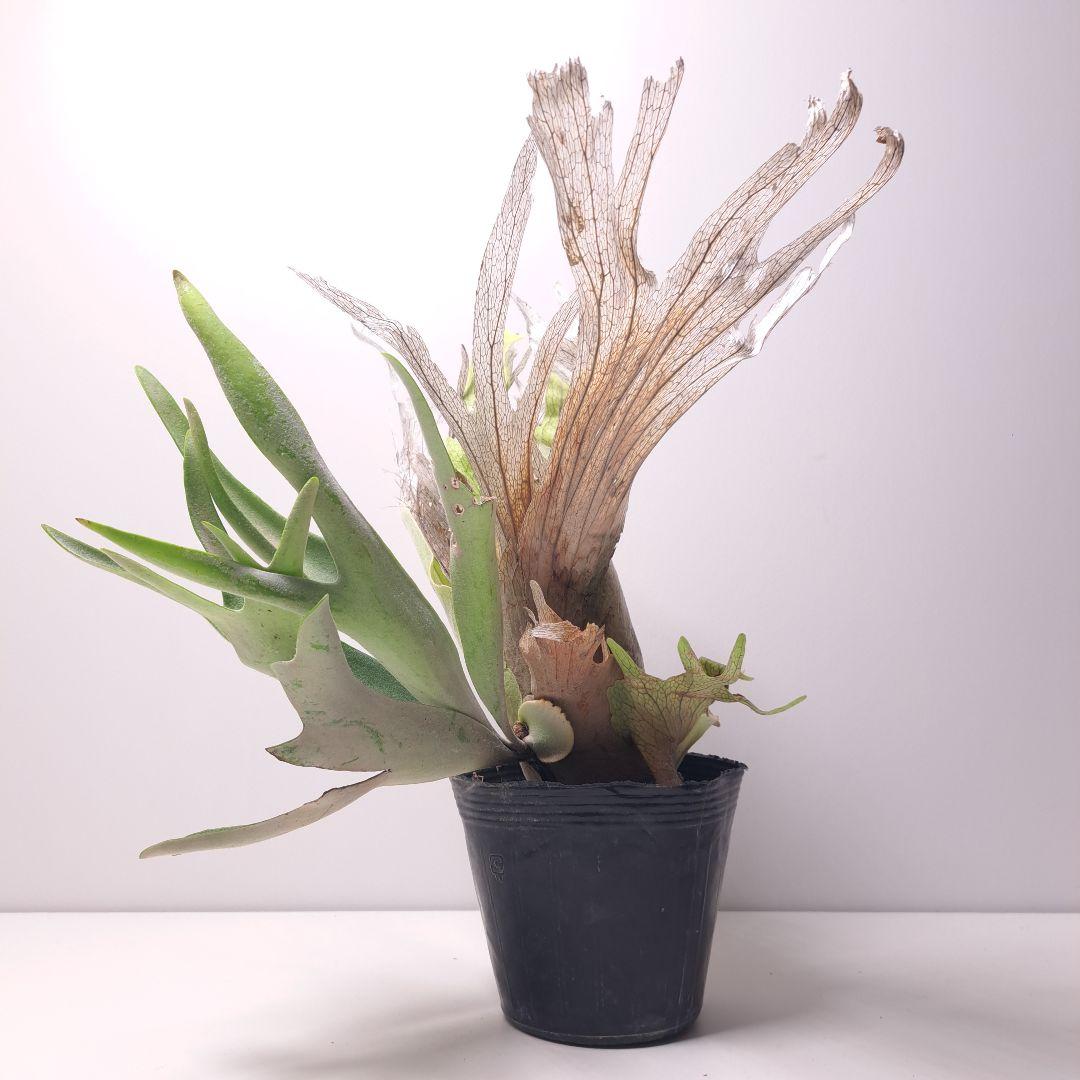 タ*カ様 P.veitchii 大株 ビカクシダ 現品 観葉植物