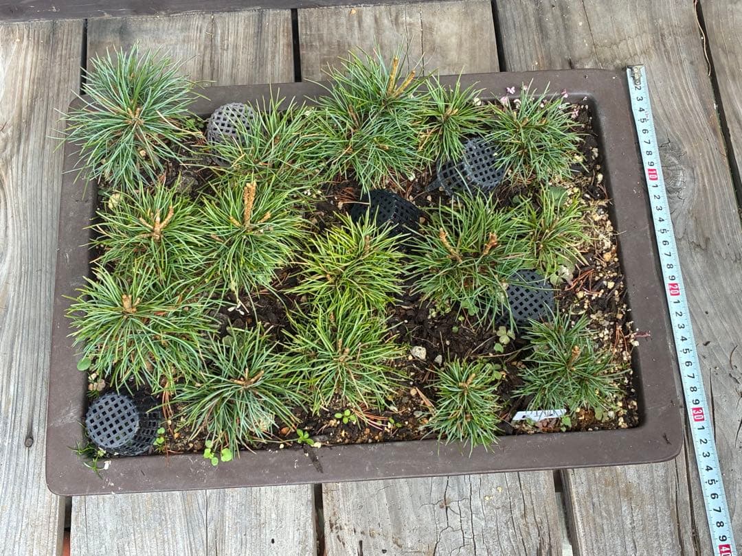 ゆ*き様 15本セット ★盆栽★ 赤石五葉松　 E-2 ★愛媛県より発送★