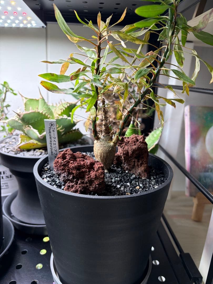 フォークイエリアプルプシー実生です！