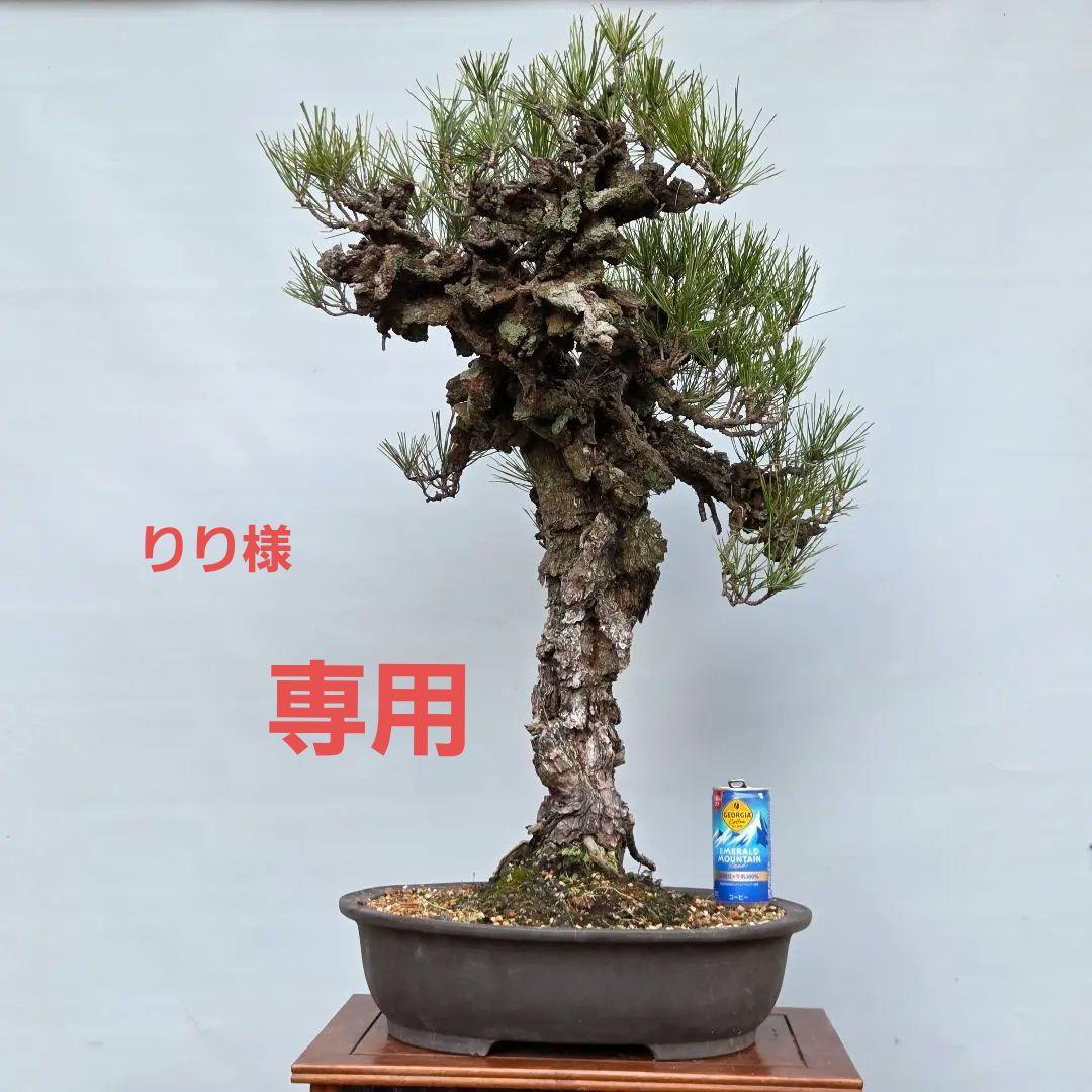 錦松　[模様木]　大品盆栽