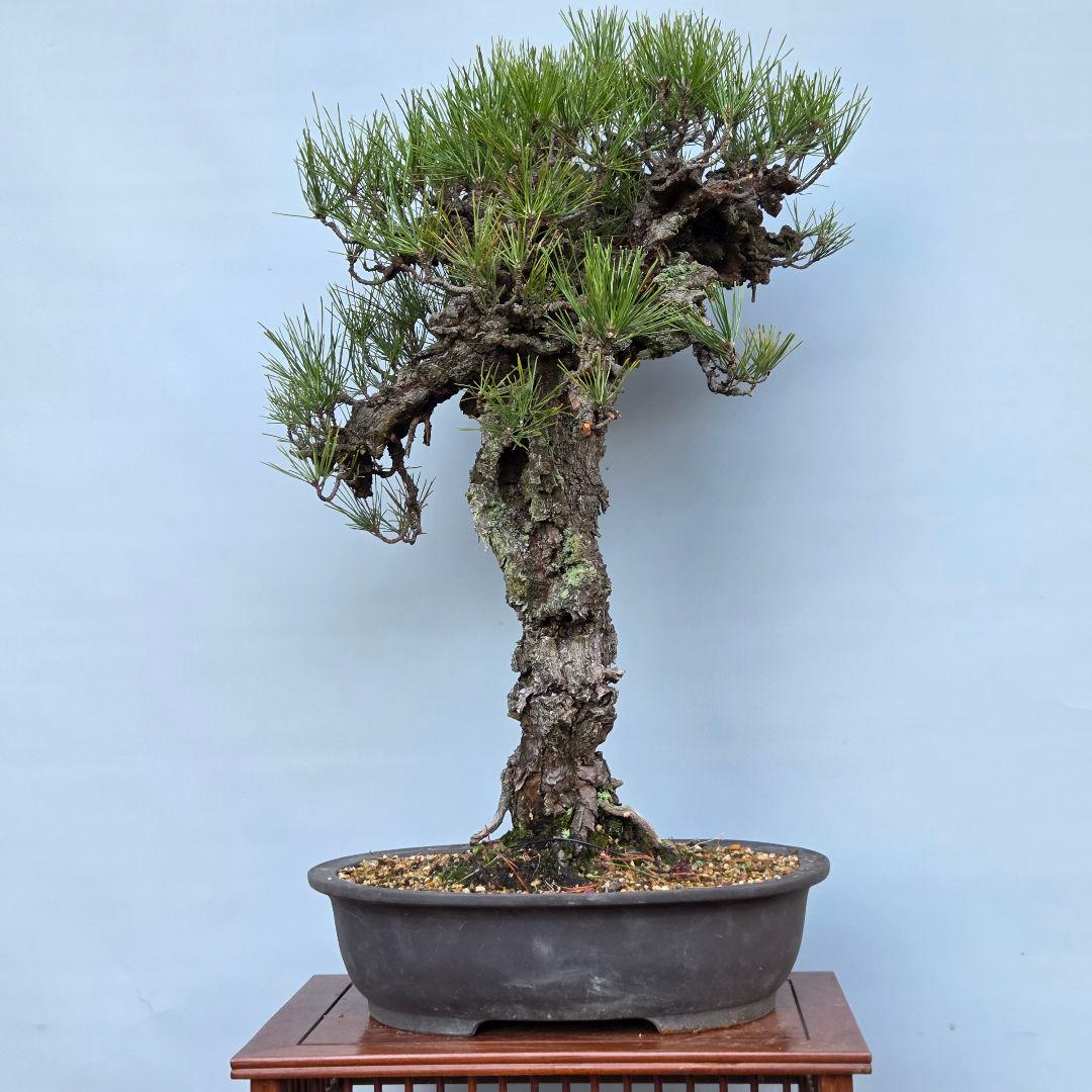 錦松　[模様木]　大品盆栽