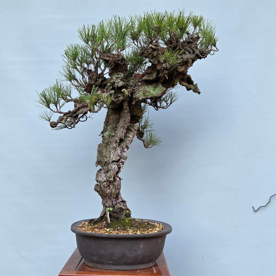 錦松　[模様木]　大品盆栽