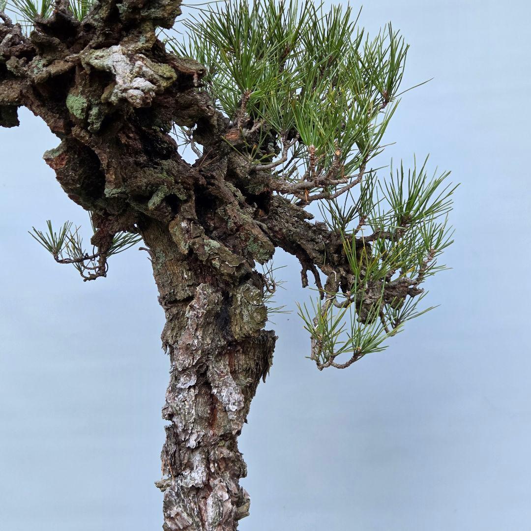 錦松　[模様木]　大品盆栽