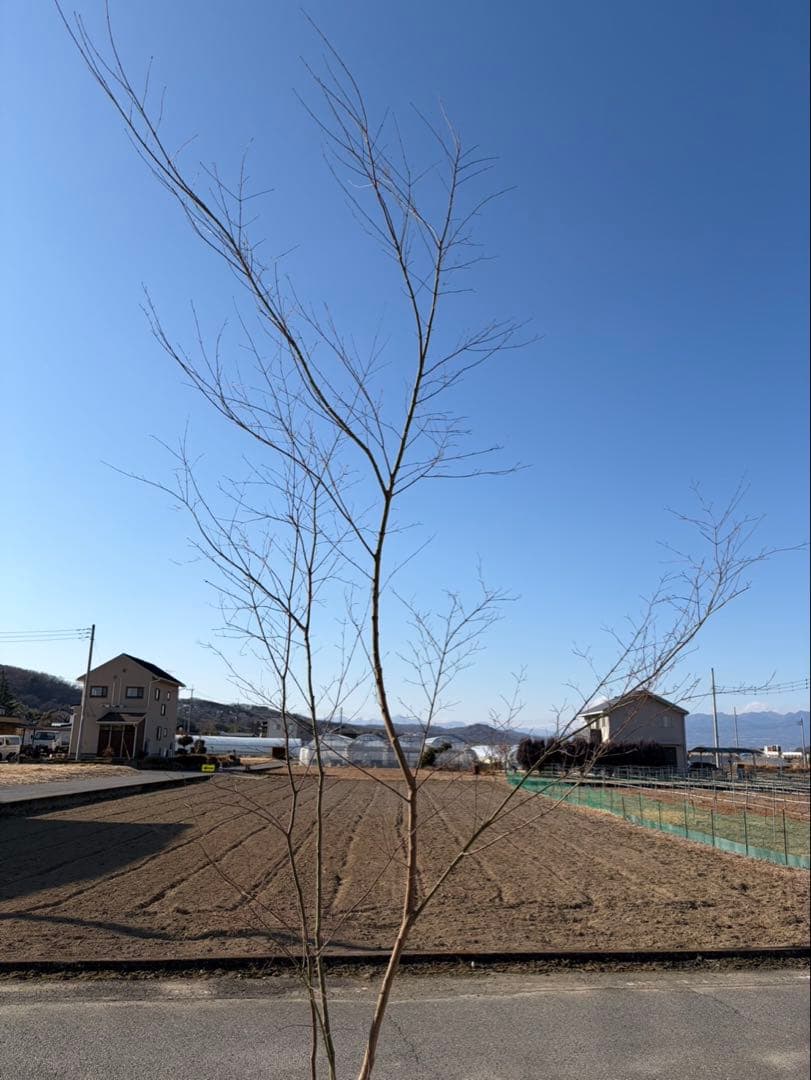 山採り イロハモミジ 自然樹形