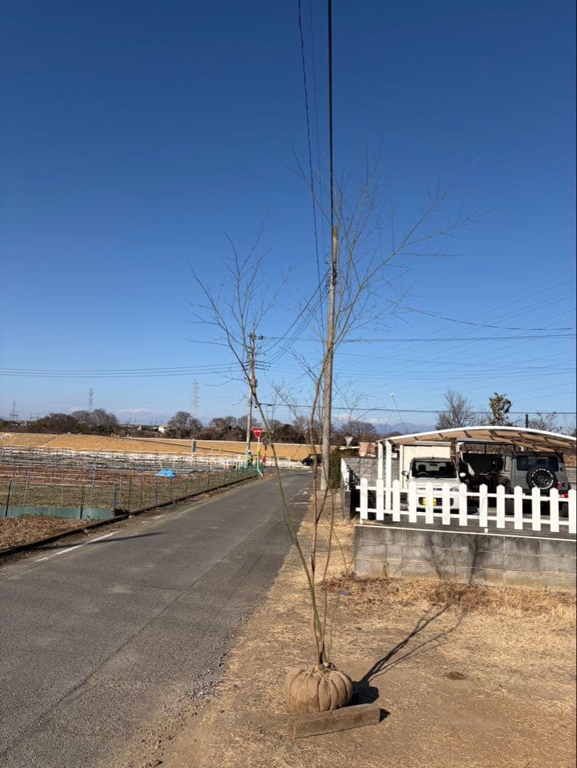 山採り イロハモミジ 自然樹形