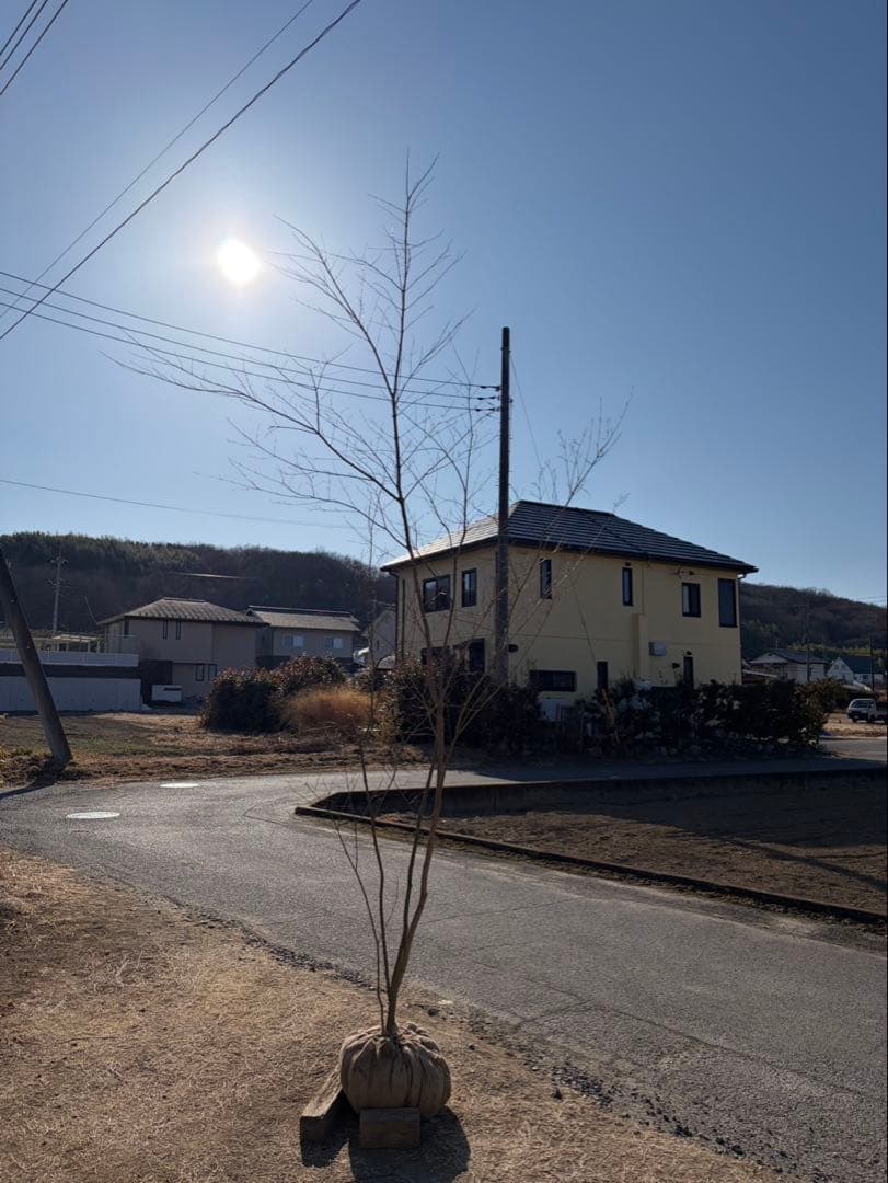 山採り イロハモミジ 自然樹形