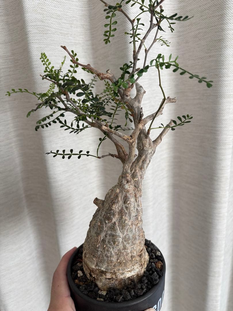 【最終値下】オペルクリカリア パキプス 現地株 発根2年経過