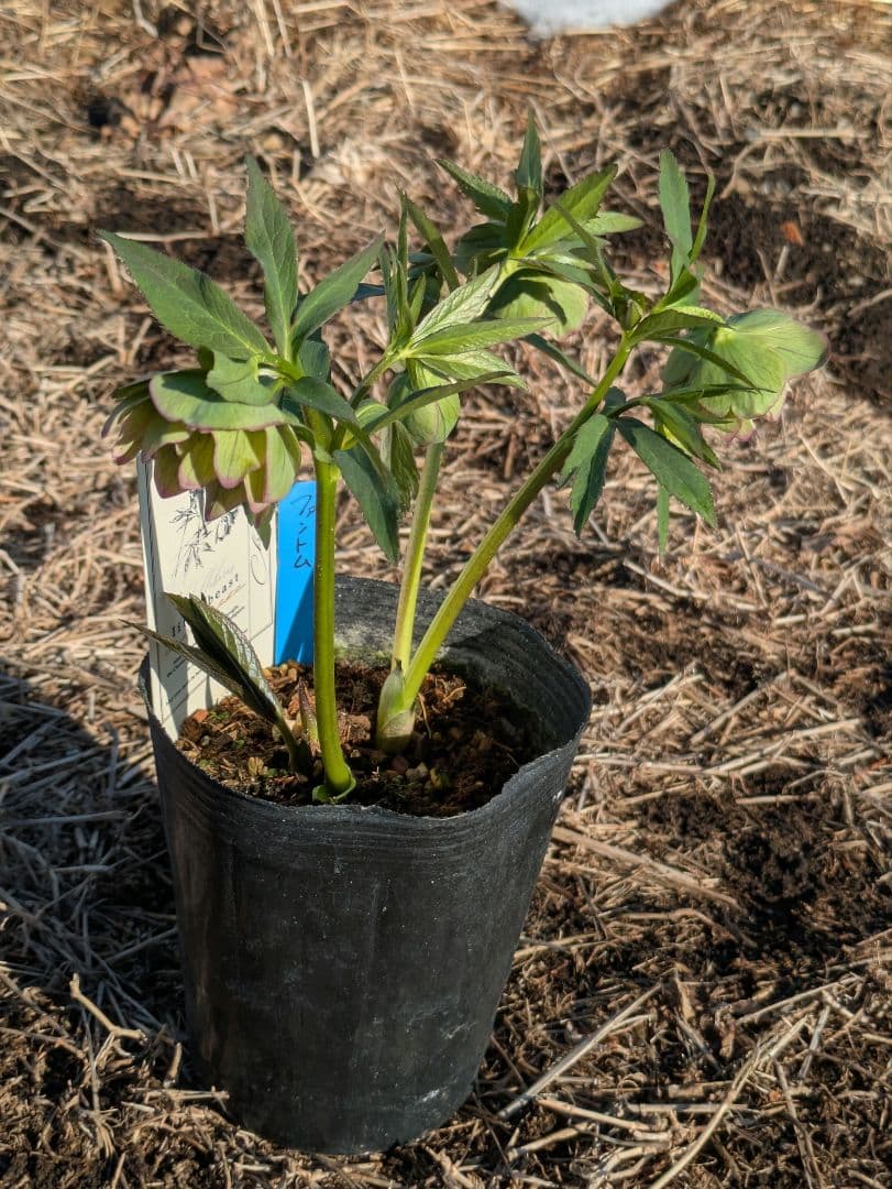 クリスマスローズ 高橋育苗 リトルビースト ファントム dd ワイルドベイン