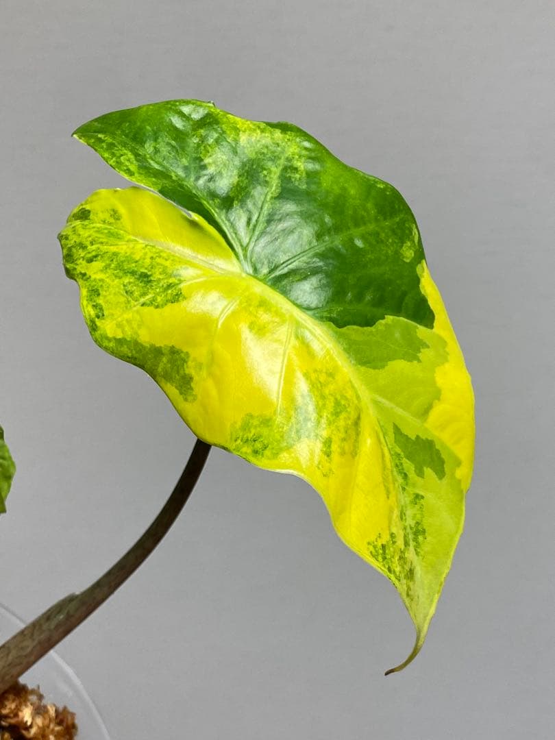 自*間様 【超希少‼️】アロカシア　ポルトドラ/ポルトラ　斑入り　オーレア　黄斑