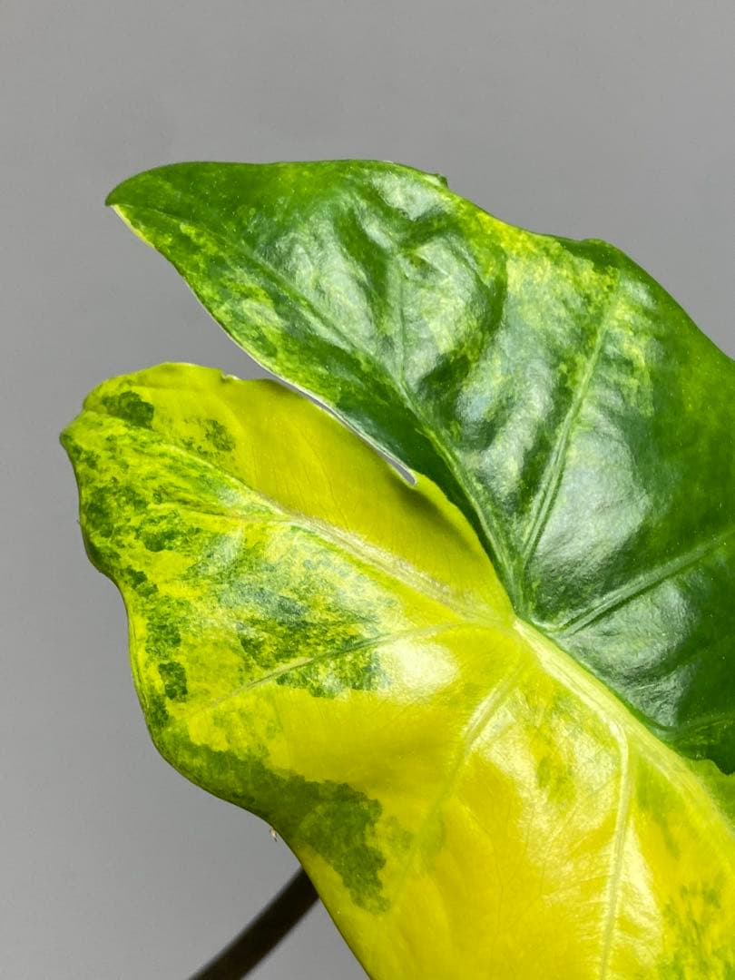 自*間様 【超希少‼️】アロカシア　ポルトドラ/ポルトラ　斑入り　オーレア　黄斑