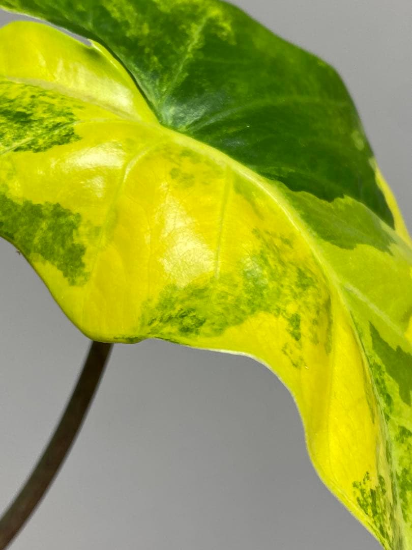 自*間様 【超希少‼️】アロカシア　ポルトドラ/ポルトラ　斑入り　オーレア　黄斑