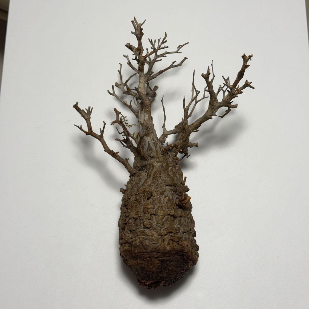 こ*い様 オペルクリカリア パキプス 現地株 ベアルート