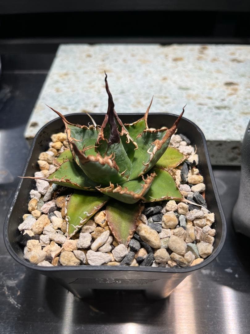 【極上ハイブリッド】アガベ エボリスピナ × ブラック＆ブルー（B&B）