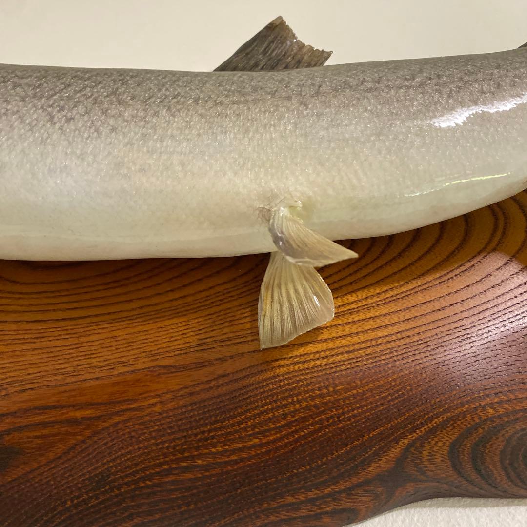 北海道 イトウ 剥製　枠本体 約60cm