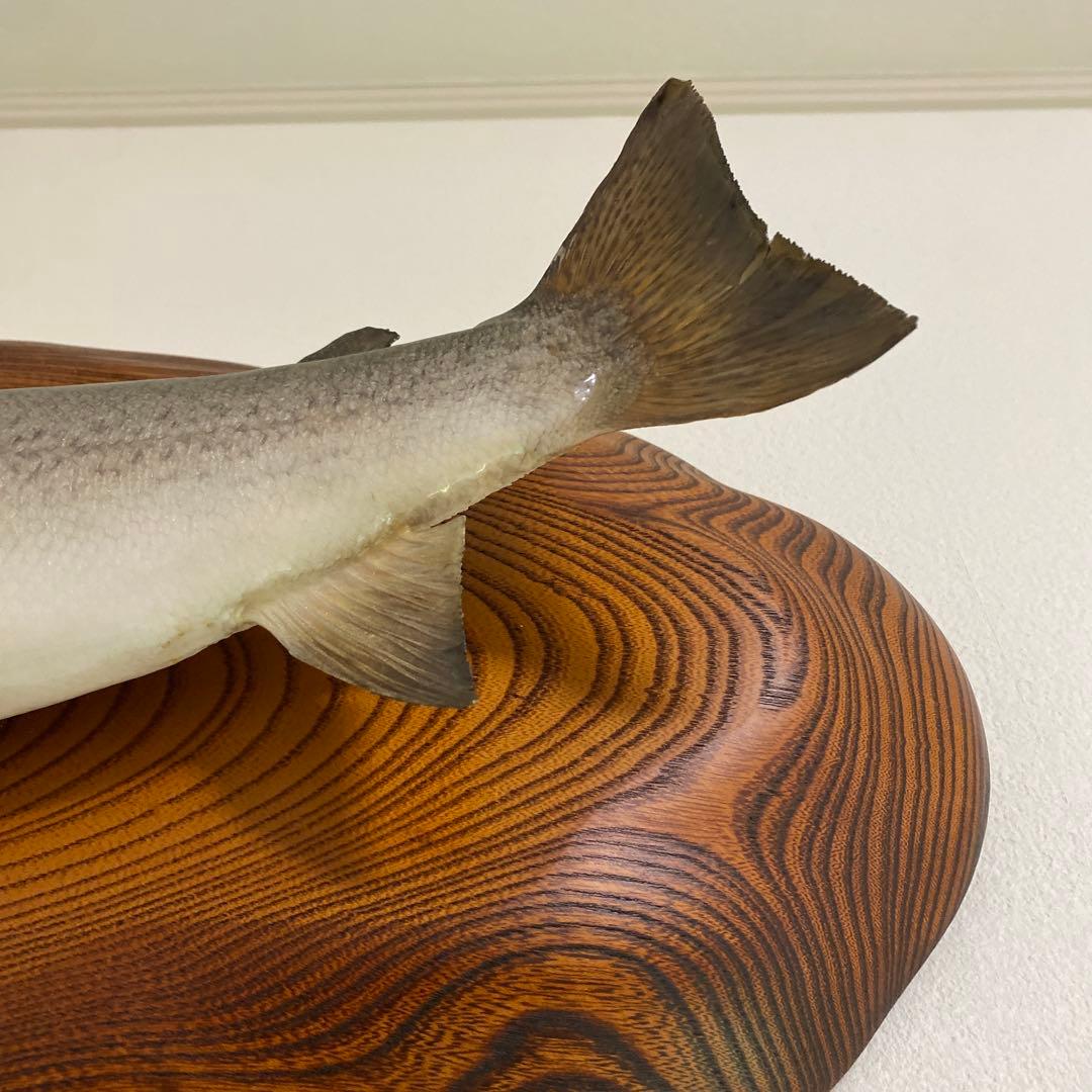 北海道 イトウ 剥製　枠本体 約60cm