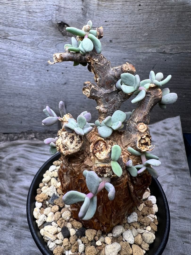 ⚡*️様 塊根部幅約6cm 発根済　ケラリアピグマエア　12