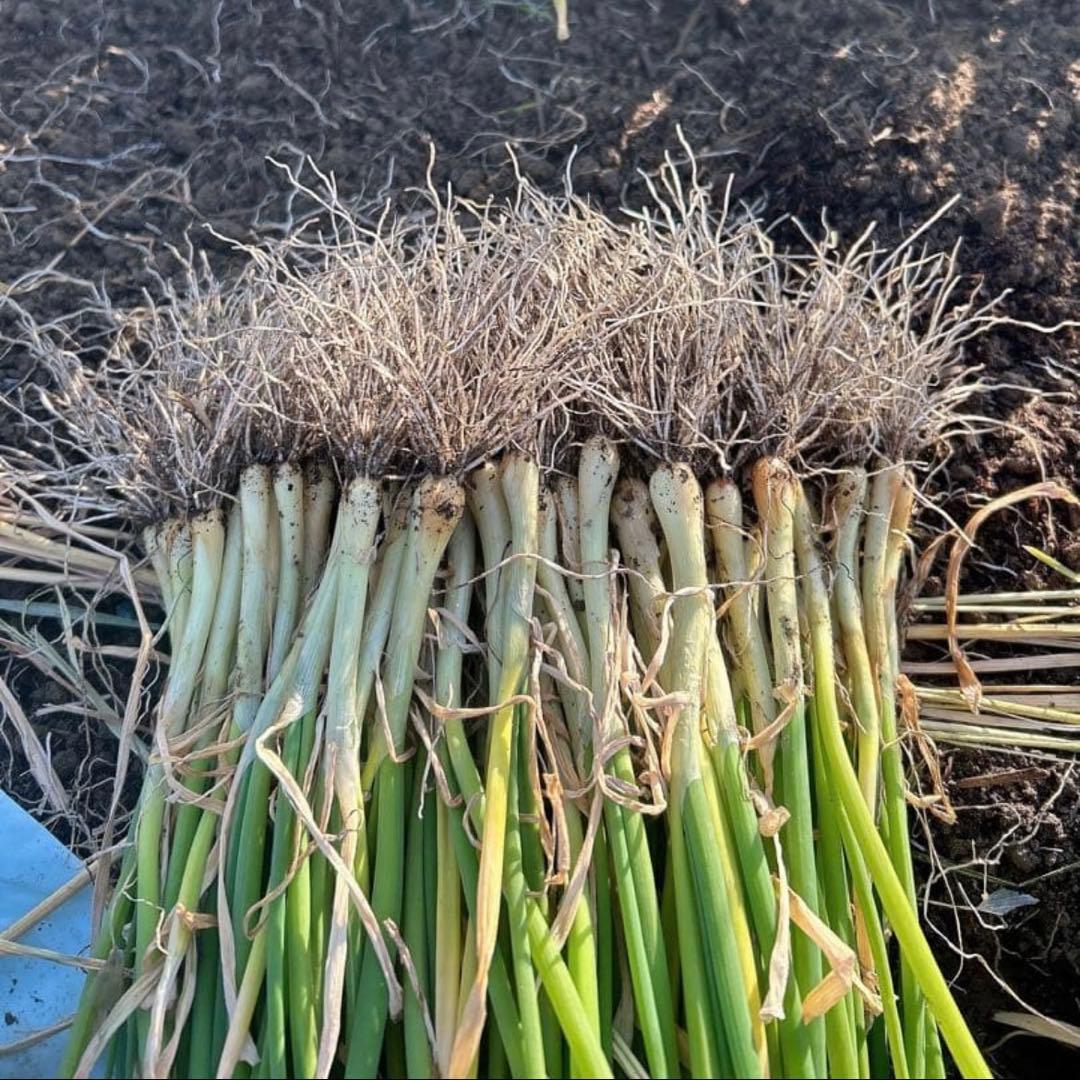 （終売間近）タマネギ苗 ターザン