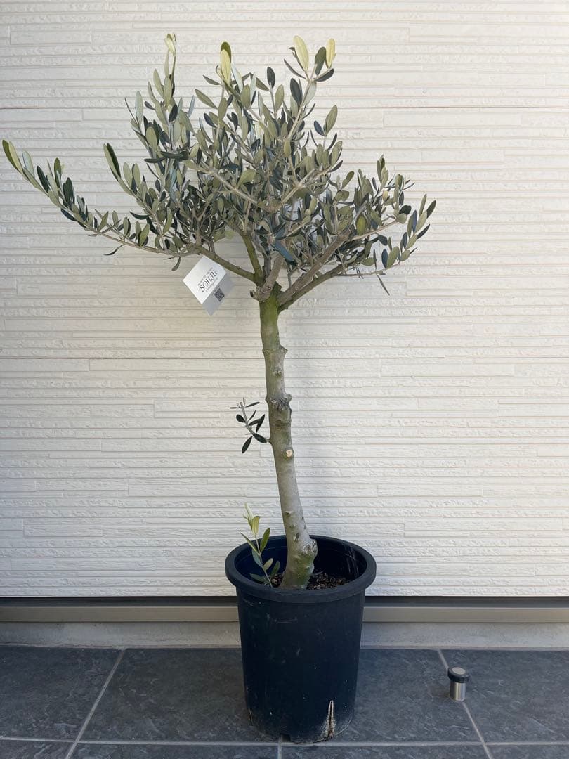 【SOUJU】オリーブ　オリーブの木　ルッカ　美樹形　幹太　極太　No.23