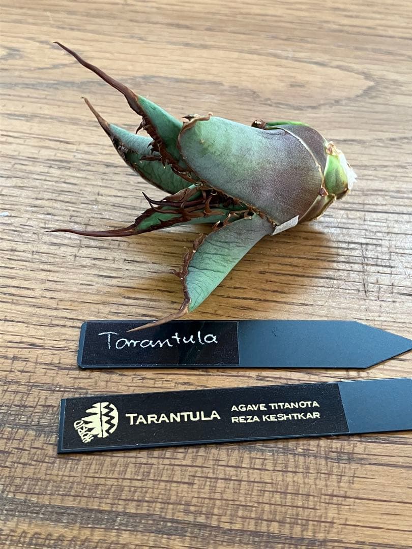 p*r様 【初売りオークション】37 REZA産　イラン株　超長棘　アガベ　タラ