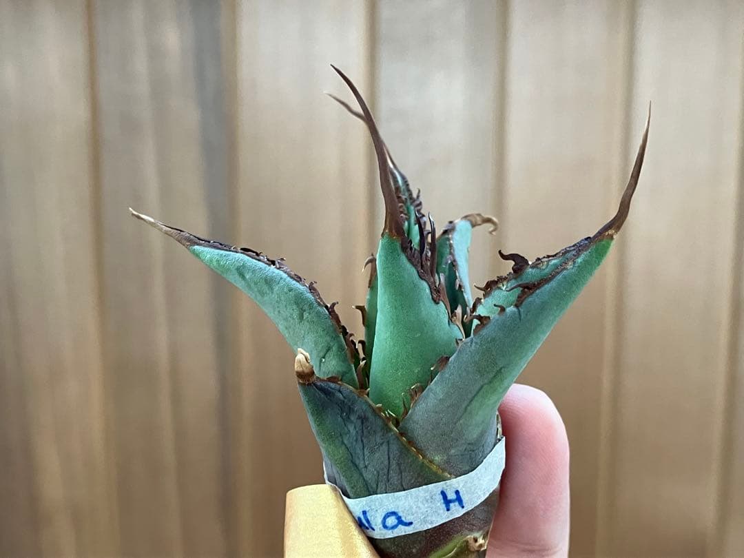 p*r様 【初売りオークション】37 REZA産　イラン株　超長棘　アガベ　タラ