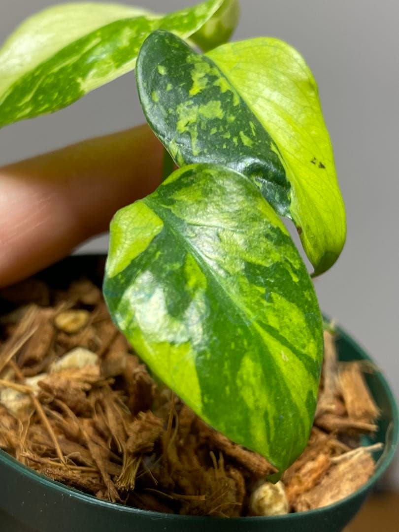 ま*様 【超希少‼️超極斑‼️】モンステラ　エレクトロライト　斑入り　レア　人気
