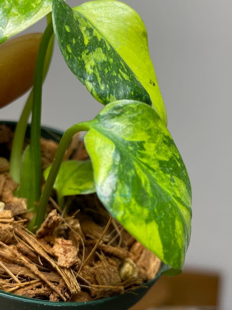 ま*様 【超希少‼️超極斑‼️】モンステラ　エレクトロライト　斑入り　レア　人気