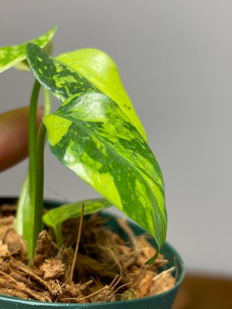 ま*様 【超希少‼️超極斑‼️】モンステラ　エレクトロライト　斑入り　レア　人気