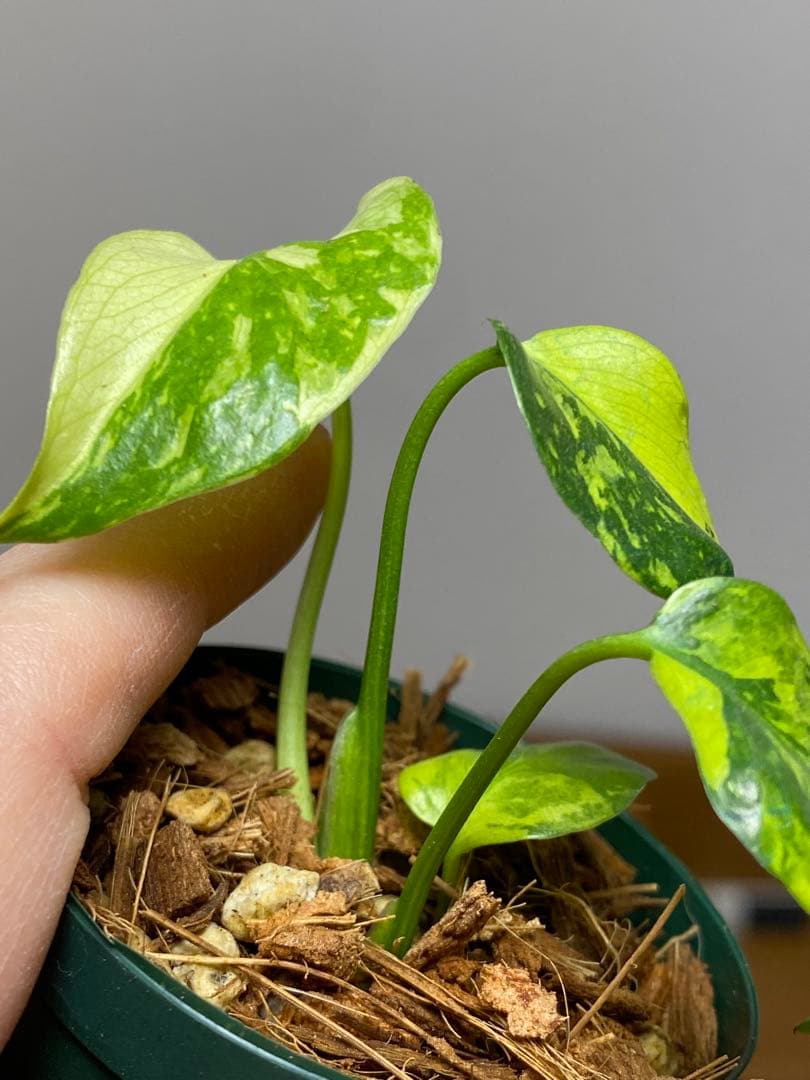 ま*様 【超希少‼️超極斑‼️】モンステラ　エレクトロライト　斑入り　レア　人気