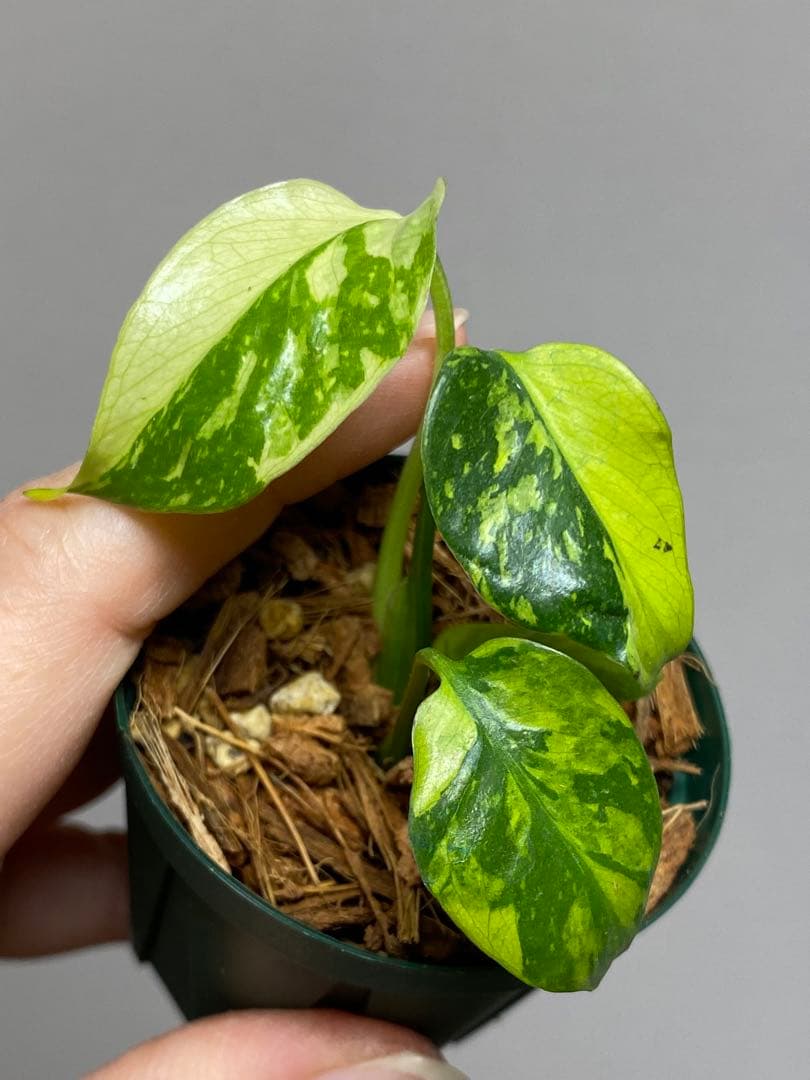 ま*様 【超希少‼️超極斑‼️】モンステラ　エレクトロライト　斑入り　レア　人気
