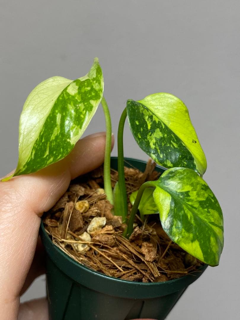 ま*様 【超希少‼️超極斑‼️】モンステラ　エレクトロライト　斑入り　レア　人気