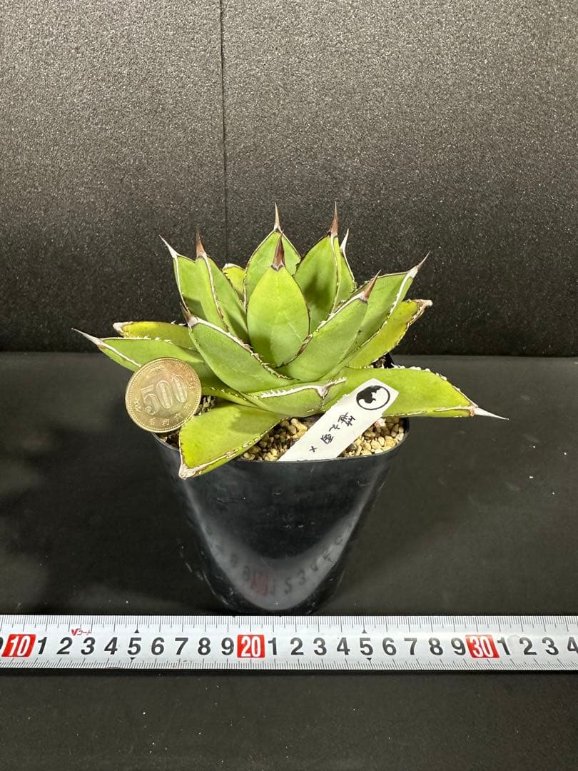 【土田制所産　笹の雪×甲蟹】 アガベ　ハイブリッド　イシスメンシス