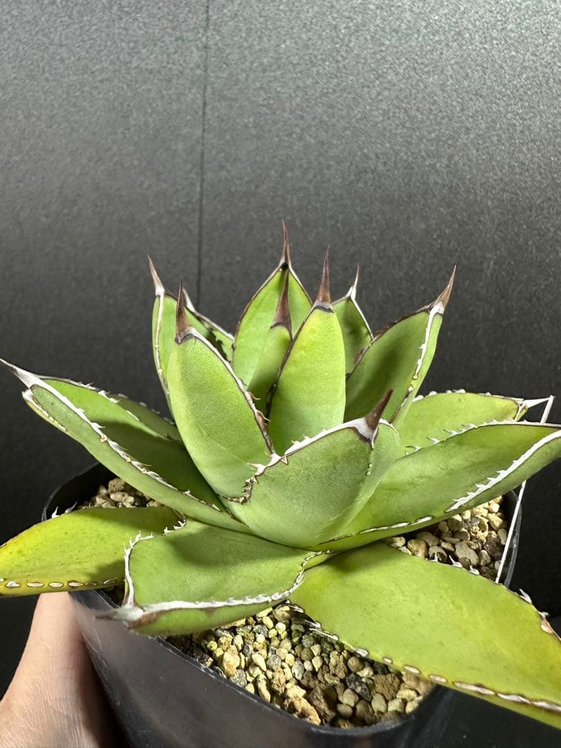 【土田制所産　笹の雪×甲蟹】 アガベ　ハイブリッド　イシスメンシス