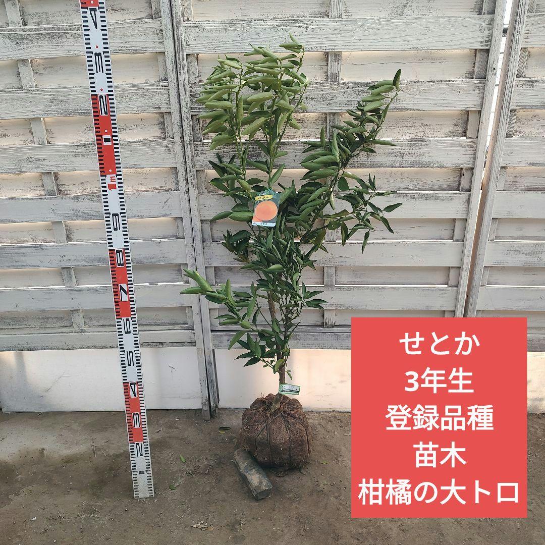 せとか3年生 登録品種 苗木