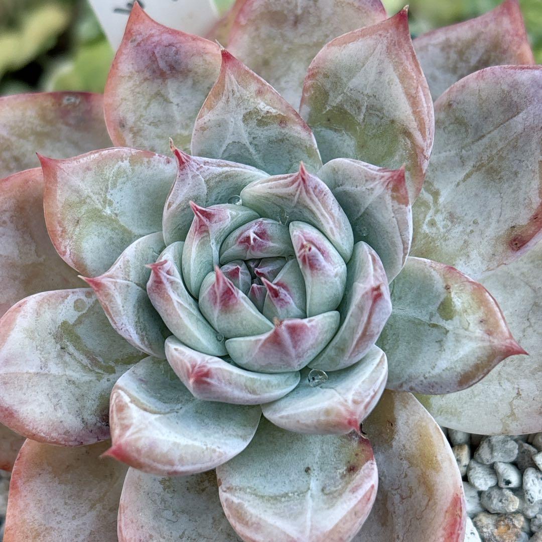 36.【サボテン相談室】石田コロラータ 希少 多肉植物 エケベリア