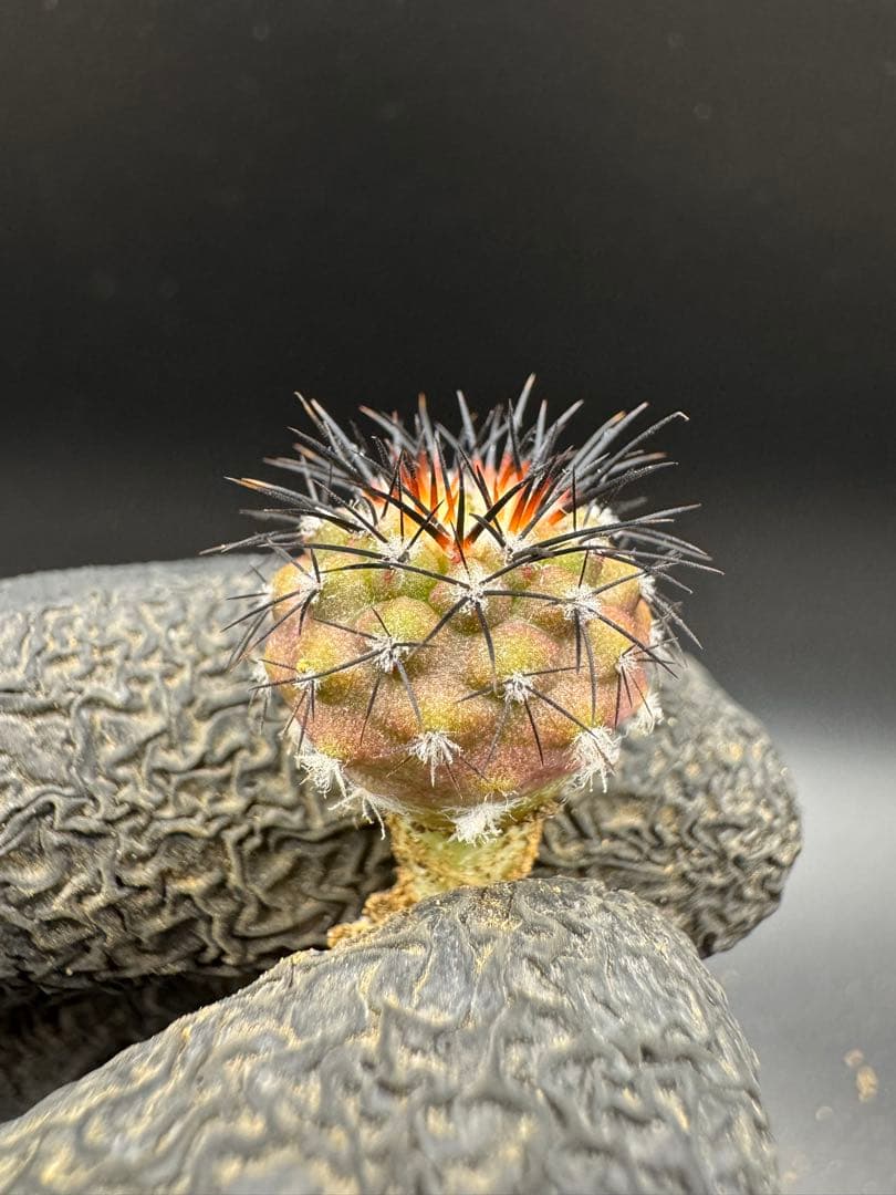 Yu-様 リクエスト 5点 まとめ商品