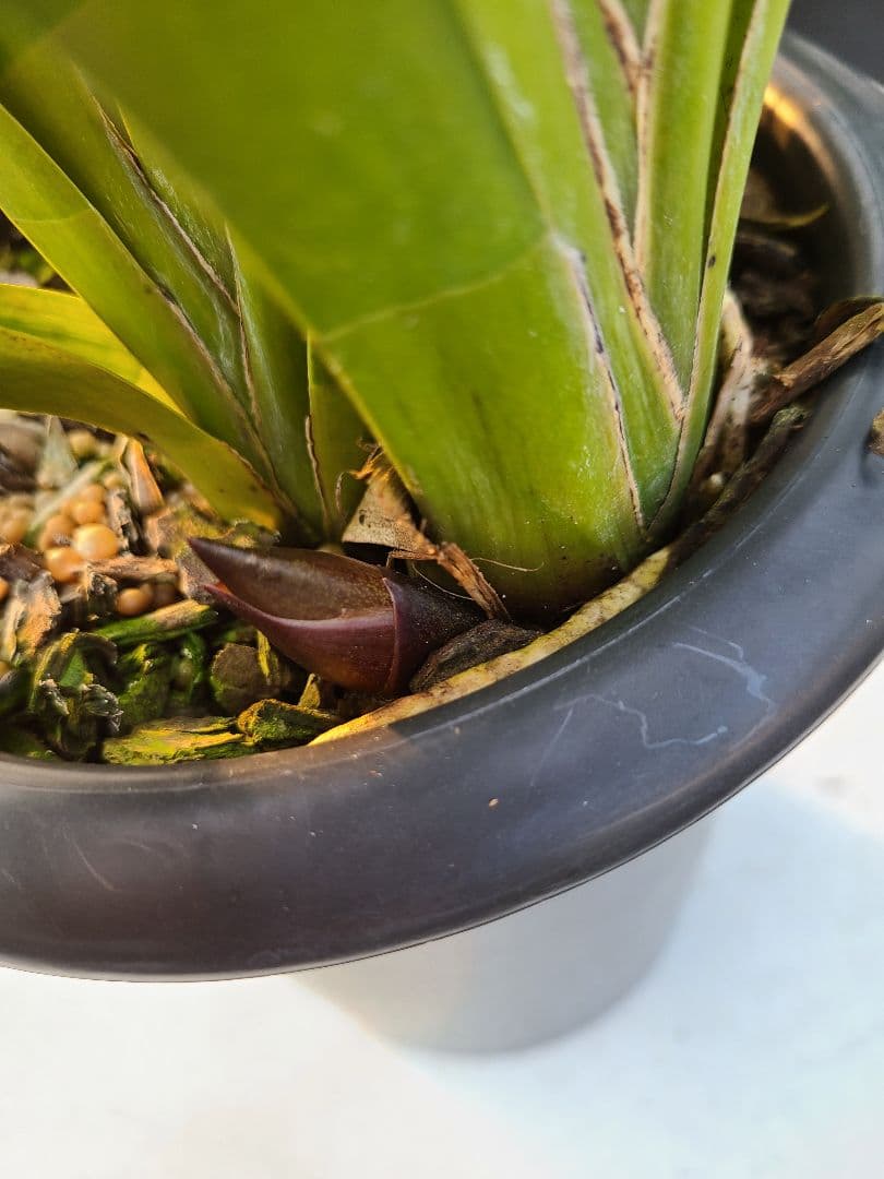 カ*ワ様 フォアゴットンフルーツ。花芽3個。5鉢セット。蜜蜂誘引蘭。日本蜜蜂