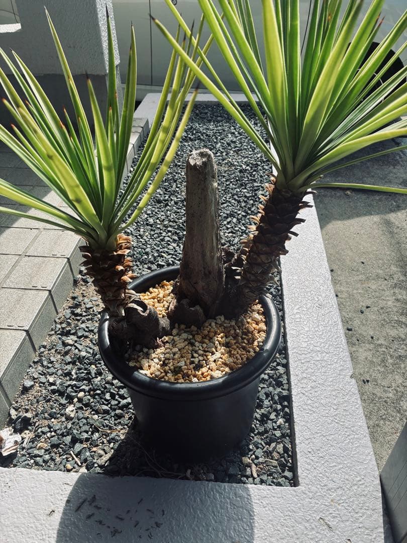 ユッカ　アロイフォリ　老木　株立