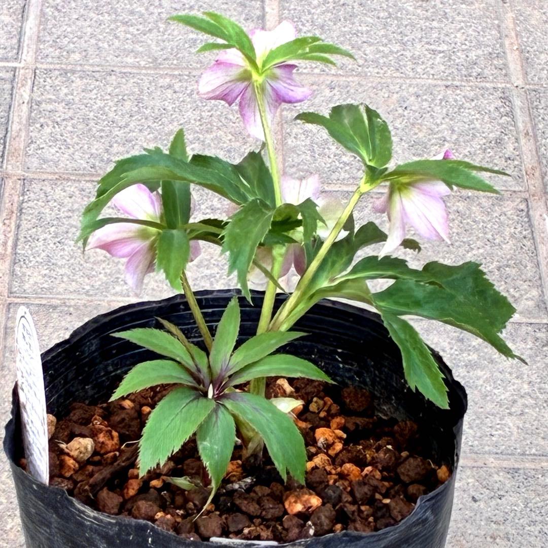 も*子様 3423☘️花、タグ付き☘️⭐️プチドール⭐️超小輪コンパクト⭐️色抜