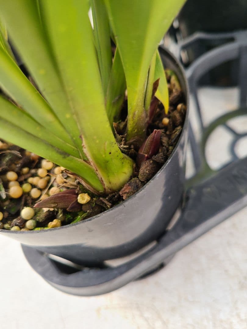 ミスマフェット。花芽合計27個。5鉢セット。蜜蜂誘引蘭。日本蜜蜂