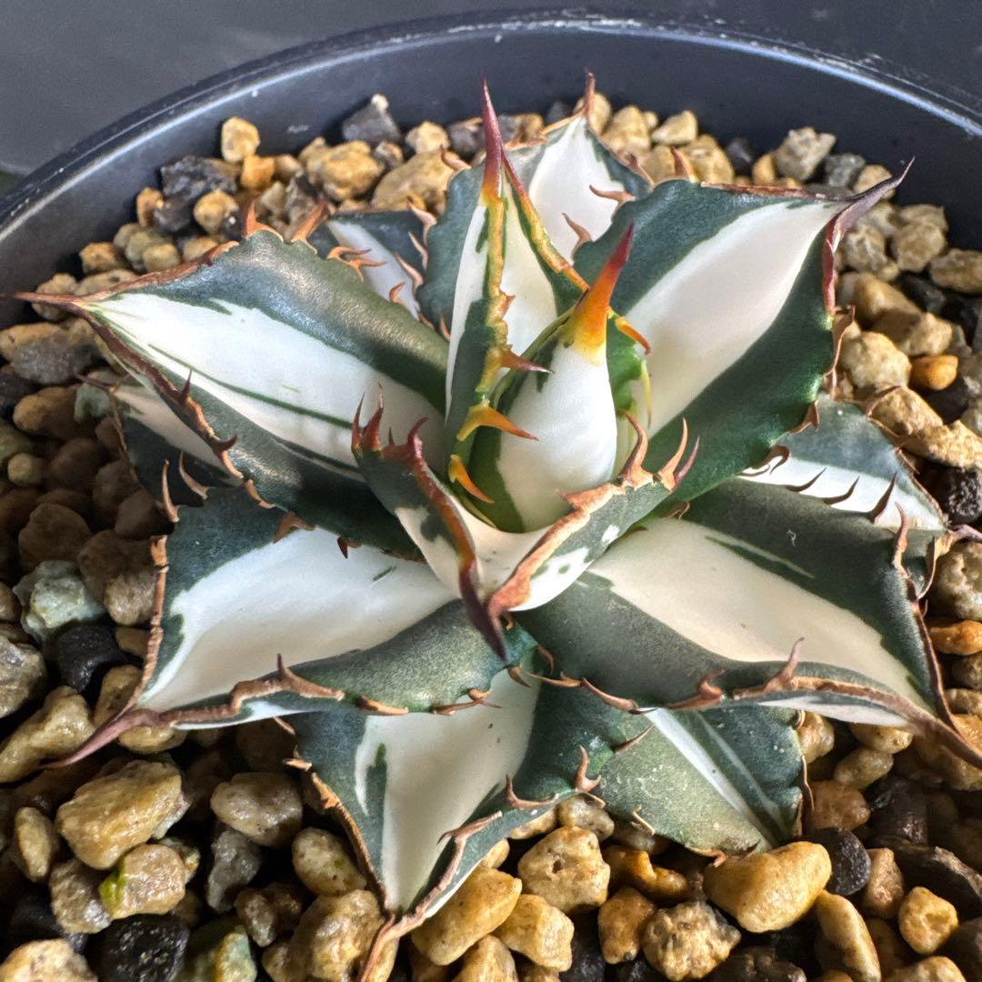 即決価格！アガベ氷河　美形　太陽神錦　純白中斑