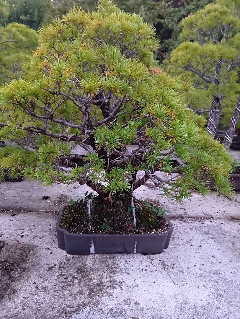 五葉松（かなり持ち込み古い株立ち品）
