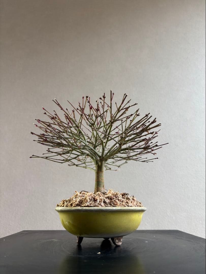 イ*イ様 清姫もみじ　盆栽　八房紅葉　箒作り　小品　樹齢約20年