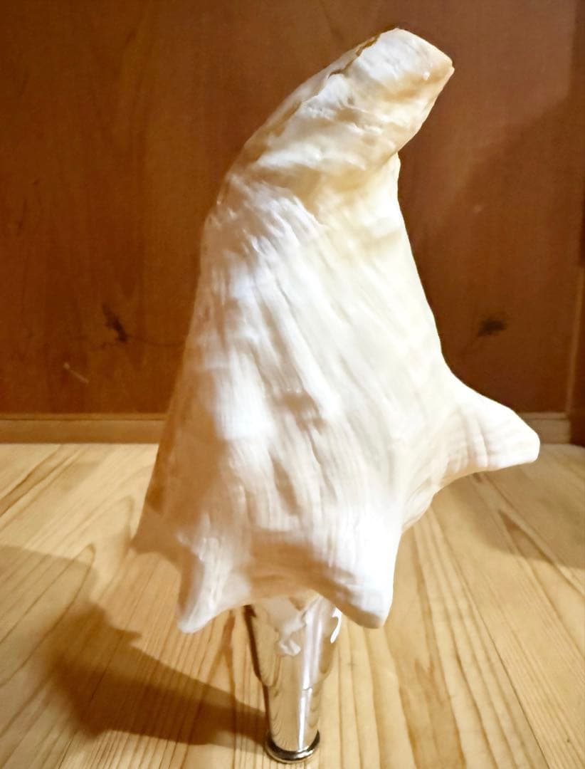 希少古代特大肉厚桃色法螺貝　（ピンク貝）法螺貝　ほら貝❣️コンク貝笛