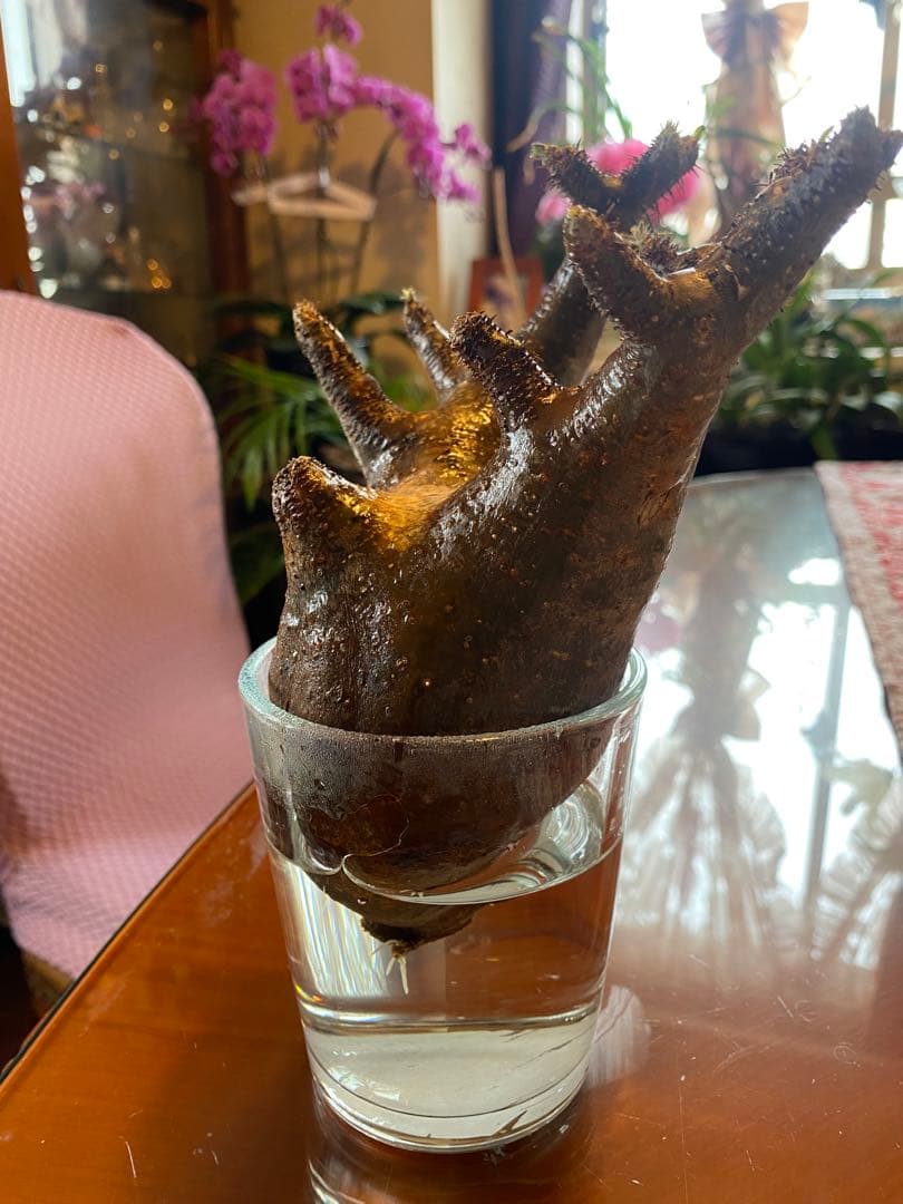 ミルク❗️グラキリス現地球 発根済